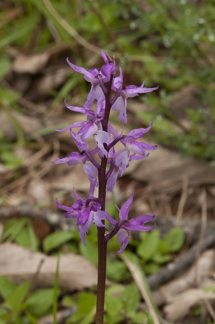 Colline Lucchesi - Orchis mascula subsp. speciosa